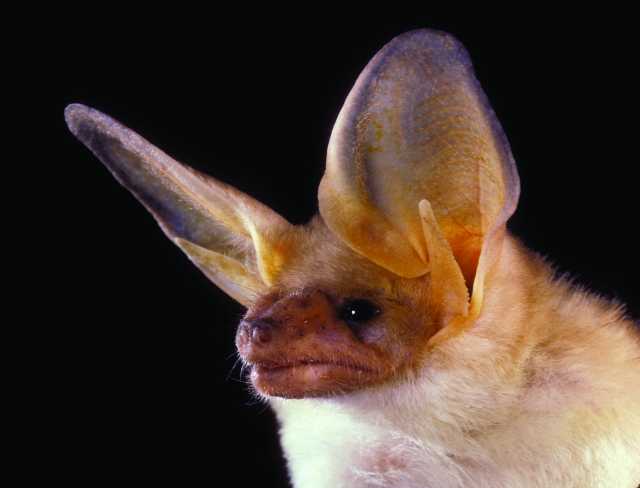 Pallid Bat