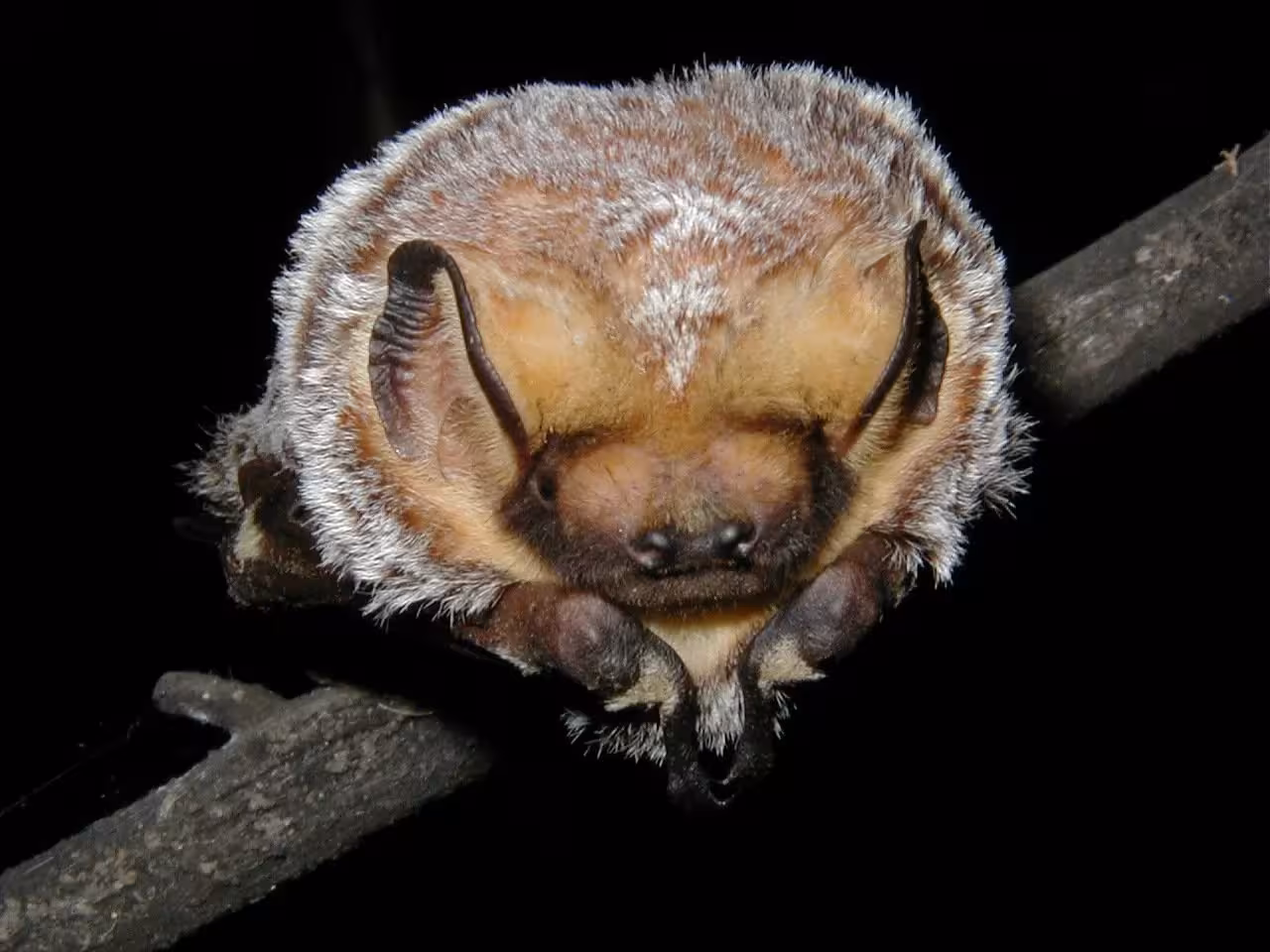 Hoary Bat