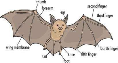 Annotated diagram of a bat's body parts.