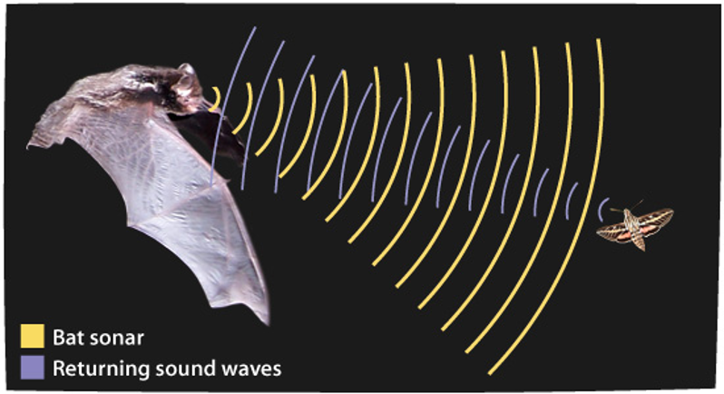 Diagram of how a bat uses echolocation: emitted sound waves bouncing off prey and returning as echoes.