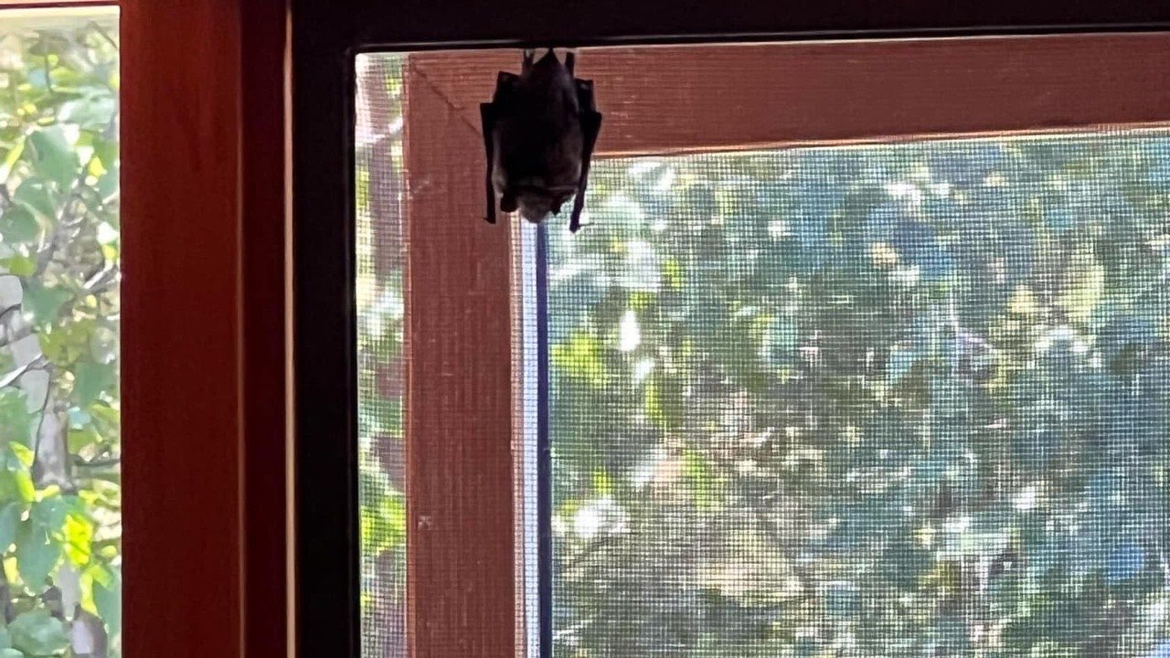 A bat clinging to the interior wall of a home.
