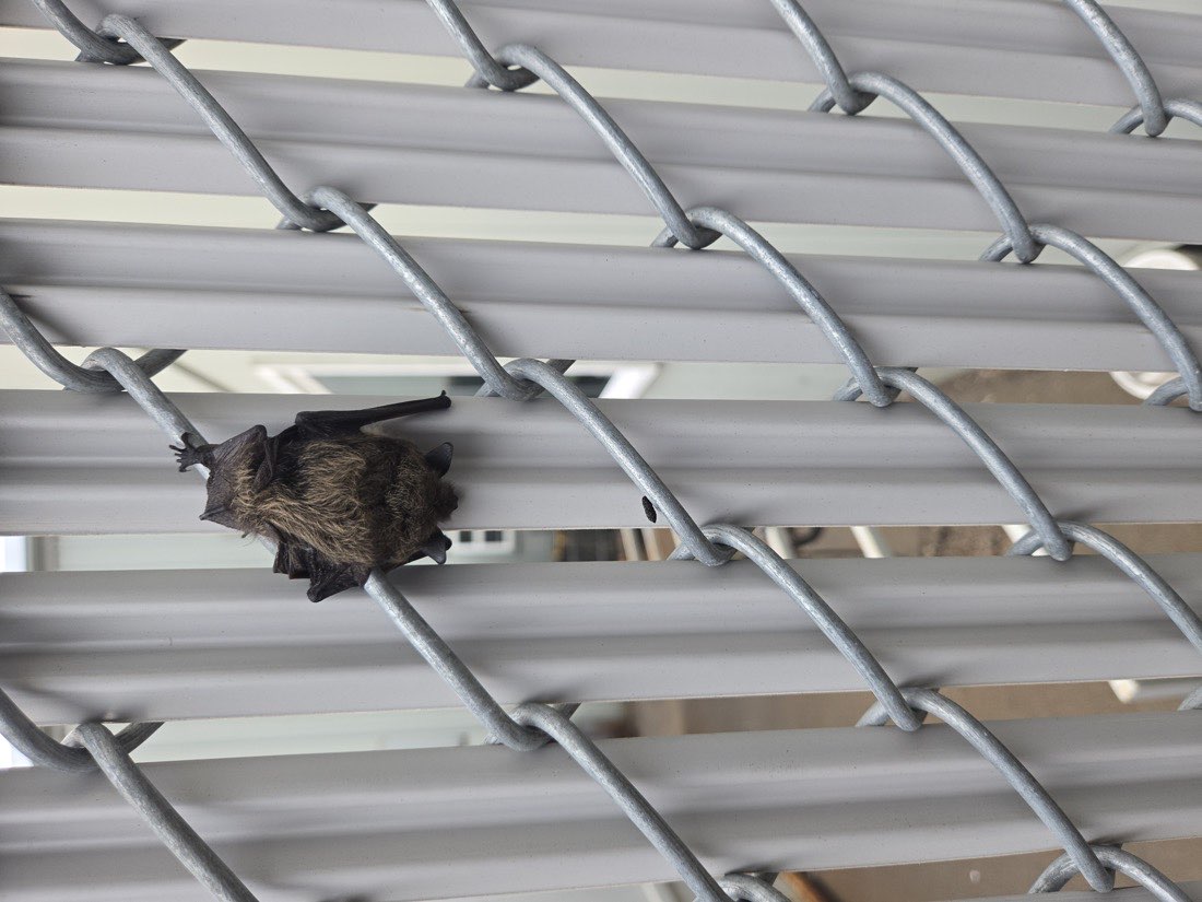 A bat resting in the framework of a metal fence.