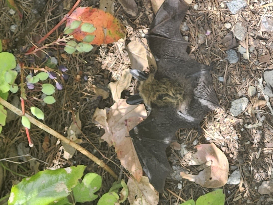 A bat lying among fallen leaves on the ground.