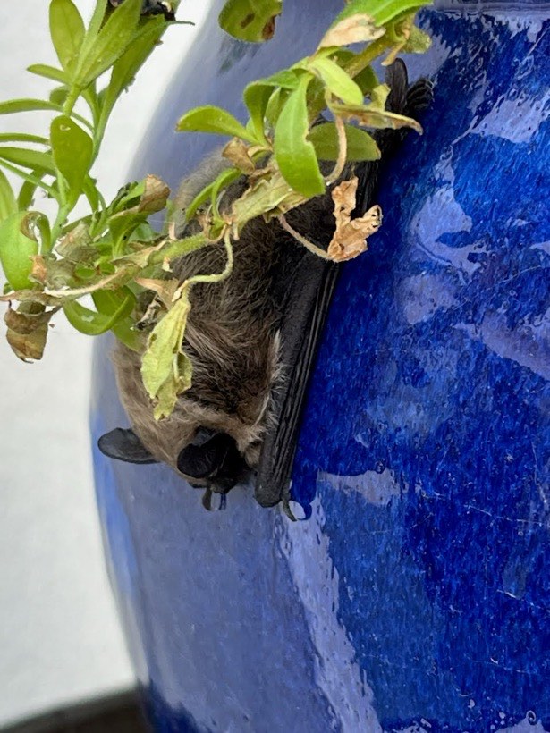 A bat sheltering against a blue garden planter among trailing plants.