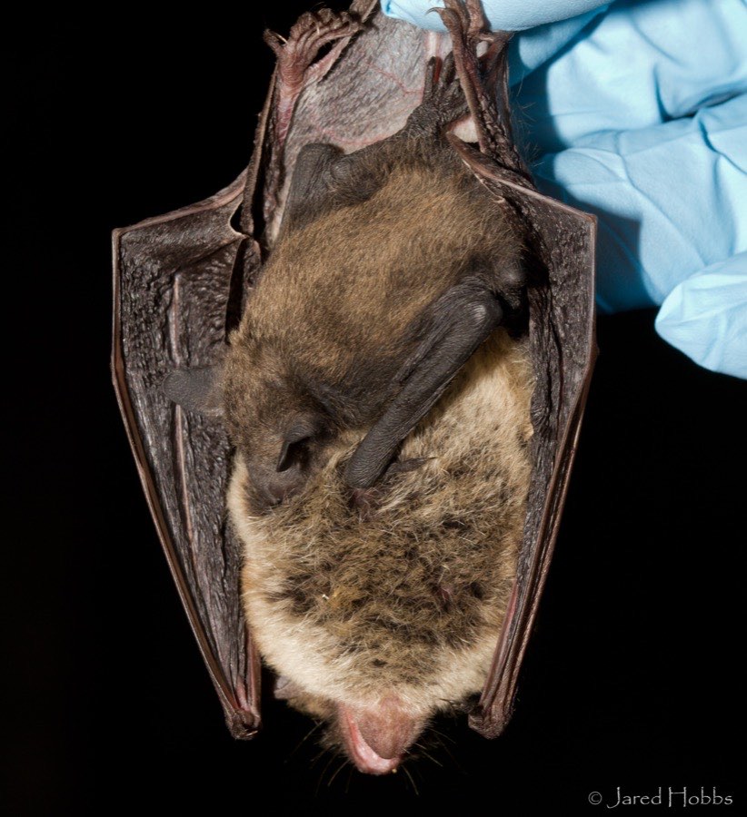 A Little Brown Myotis female holding her pup, examined in a gloved hand.