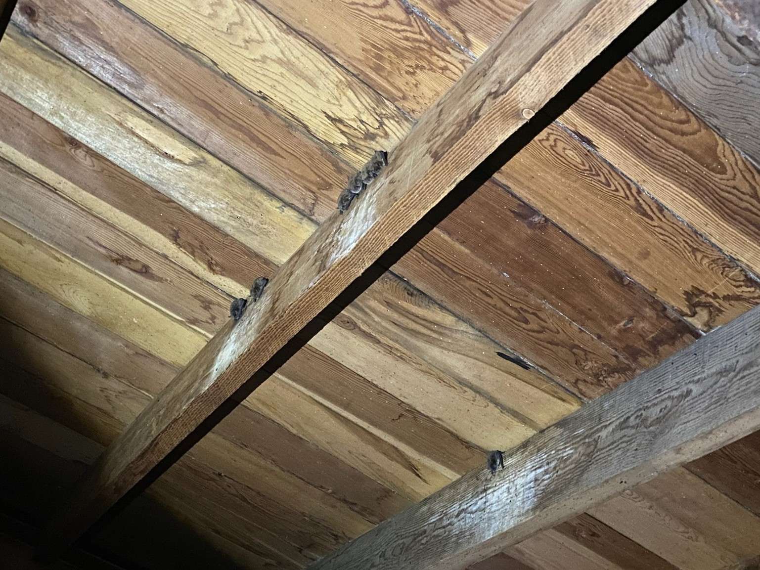 Bats roosting in the rafters of a wooden building.