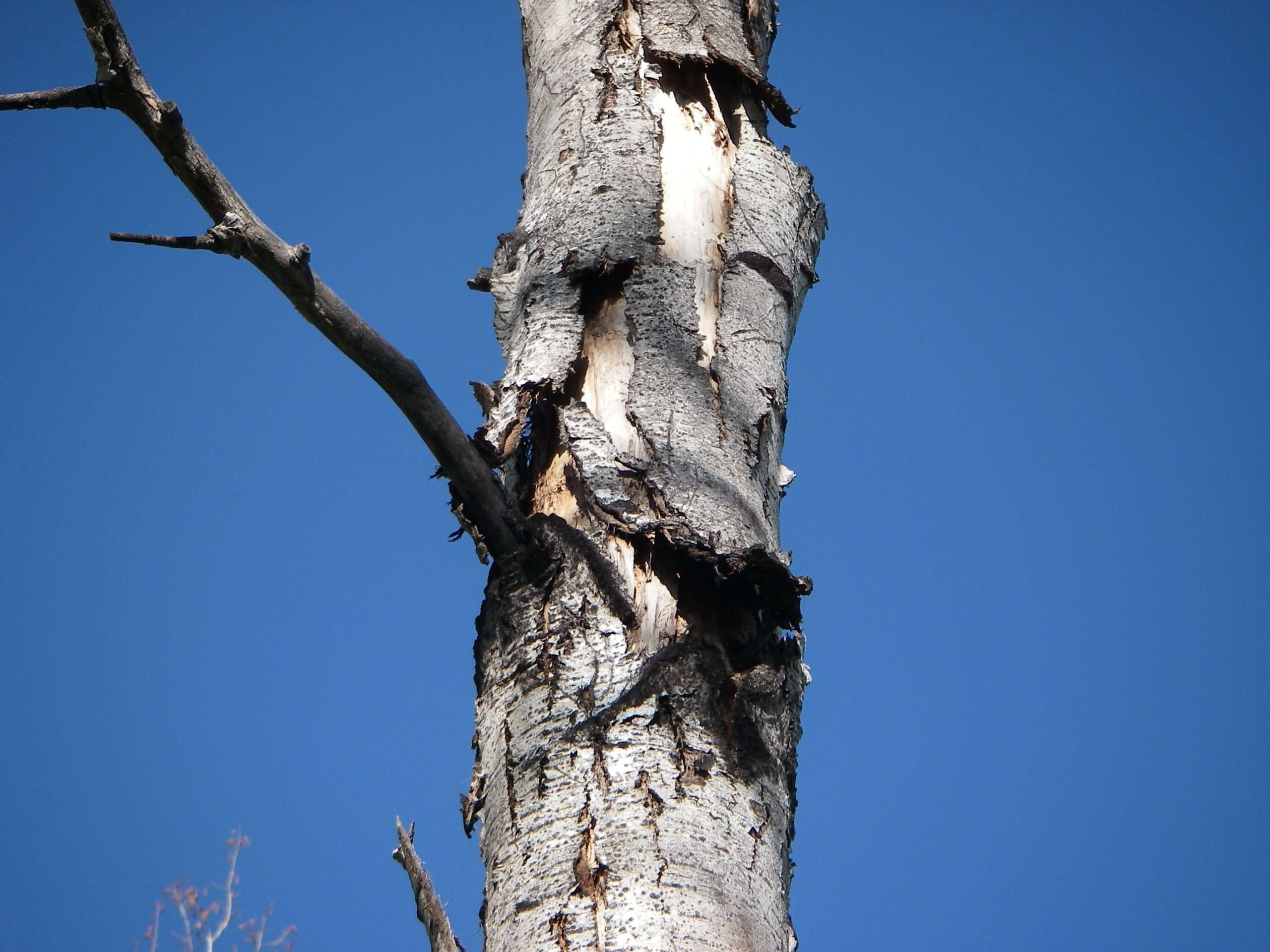 Bats roosting in a tree.