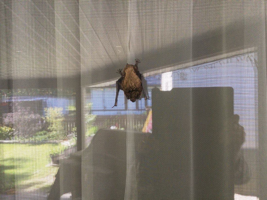 A single bat clinging to a patio screen door with a yard visible beyond.