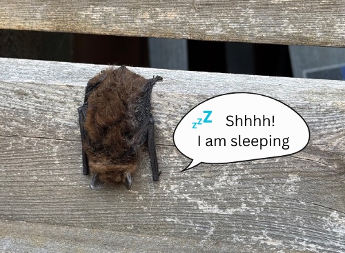 A roosting bat on a fence with a cartoon speech bubble reading &lsquo;Shhh! I am sleeping.&rsquo;