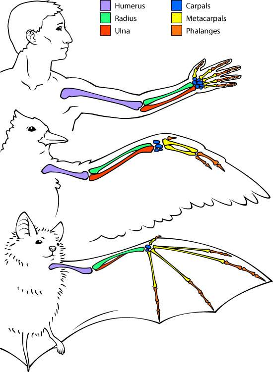 Diagram showing the bones inside a bat's wing.