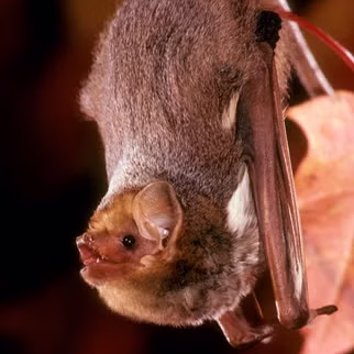 Eastern Red Bat
