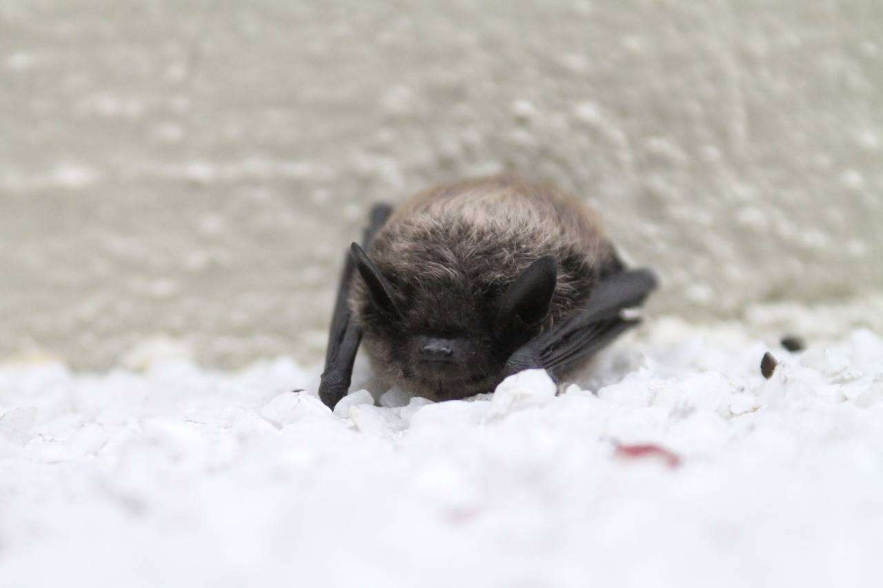 A Myotis bat photographed in Kelowna, BC.