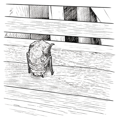 A single bat roosting outside.