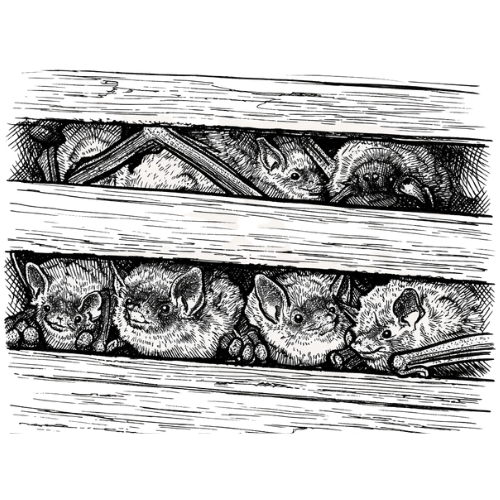 Several bats roosting together in a building.