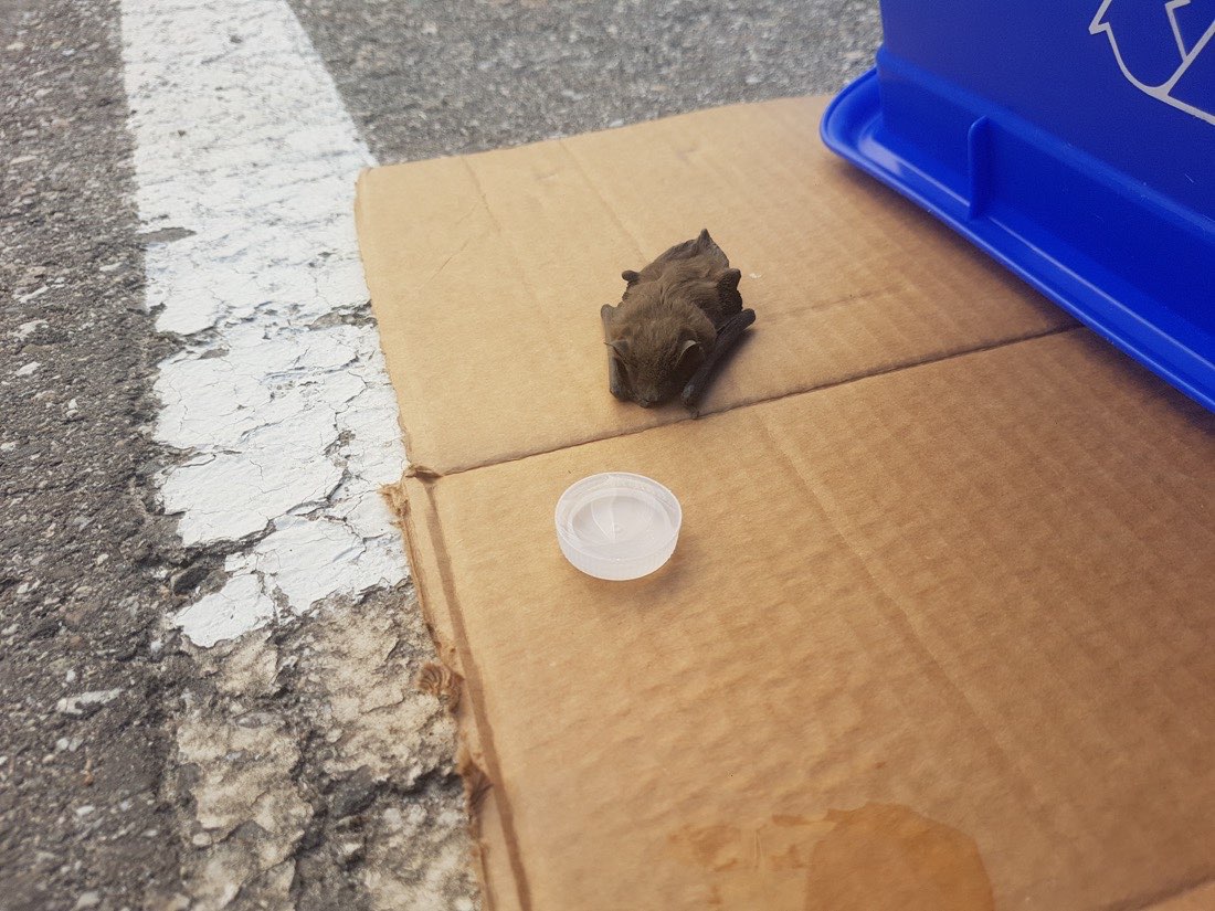 A grounded bat on cardboard beside a shallow water lid.