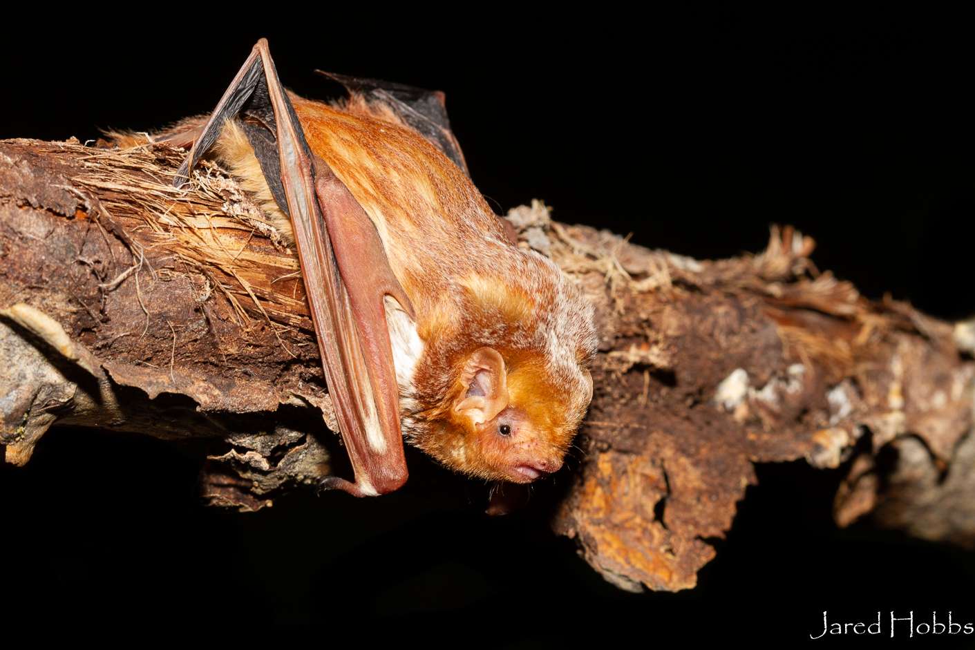 A close view of a bat, its wings and fur lit warmly against a dark background.