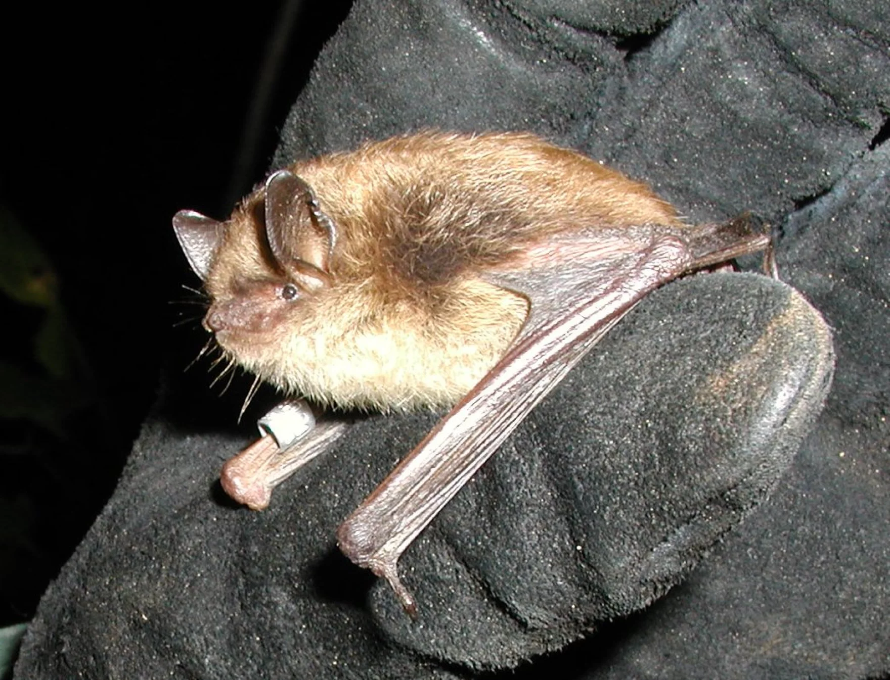 A Little Brown Myotis, one of the bat species our regional network works to protect.