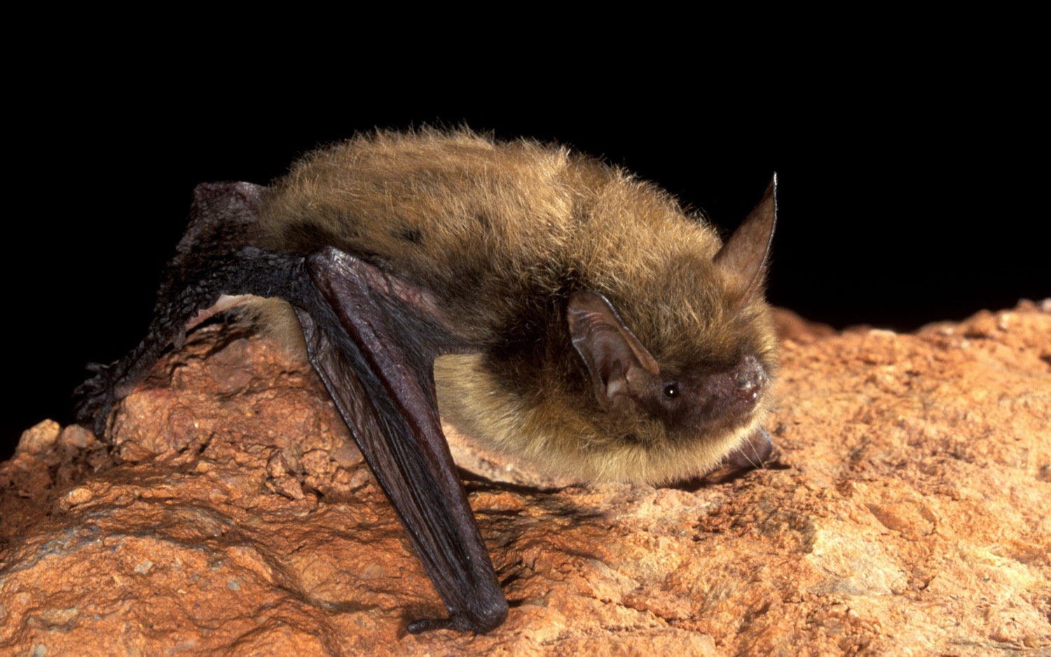 Northern Myotis