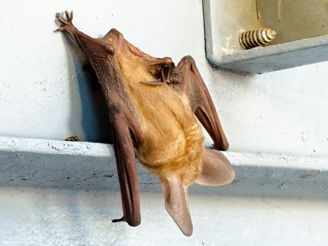 A pale orange Pallid Bat clinging to a white exterior wall.