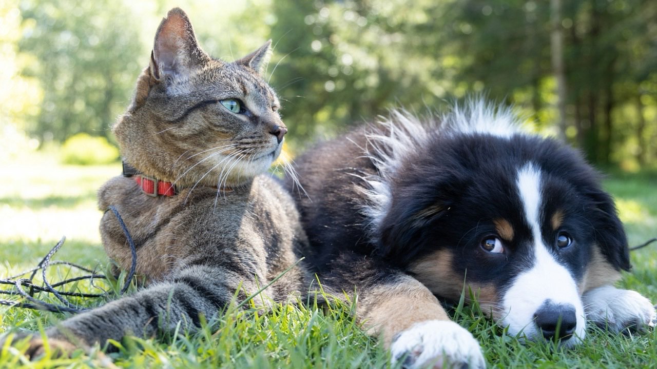 A cat and a dog lying together in the grass.