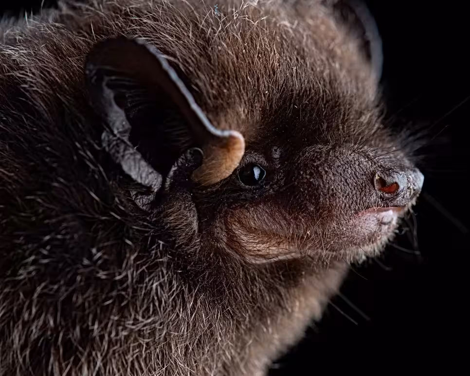 Silver-haired Bat