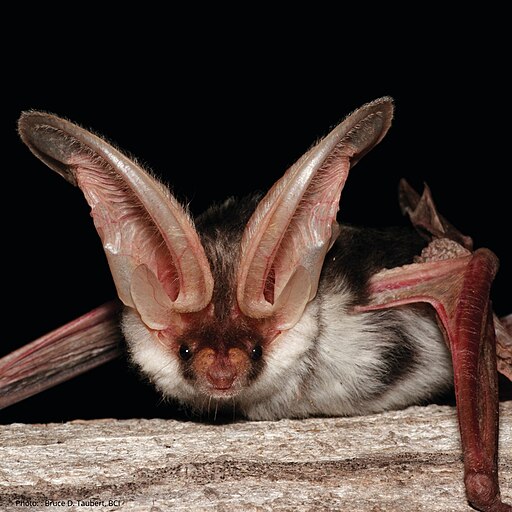 A handmade Spotted Bat mask made by a BC Bat Ambassador.