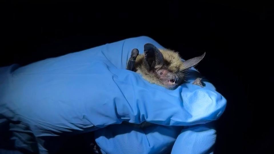 A Northern Myotis bat held in a gloved hand at night.