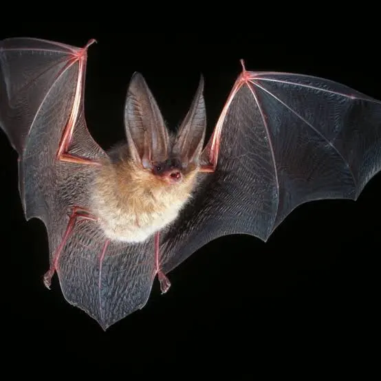 A Townsend&rsquo;s Big-eared Bat resting, its large ears folded back.
