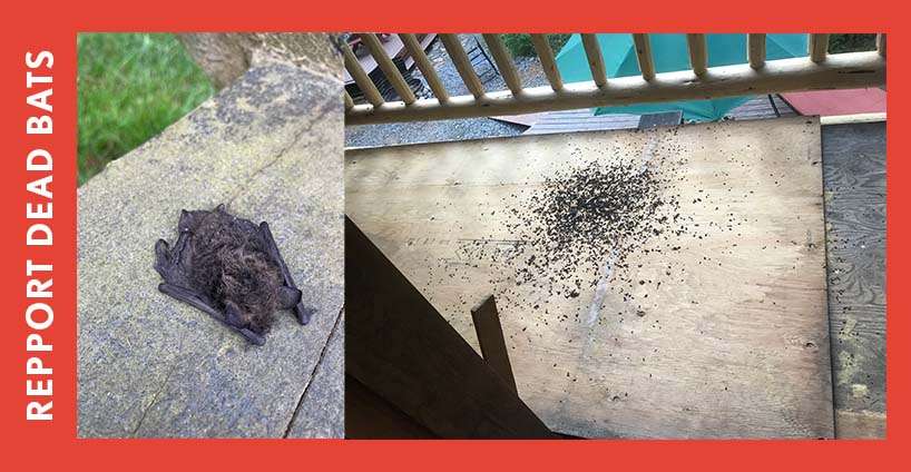 Report dead bats and spring activity!