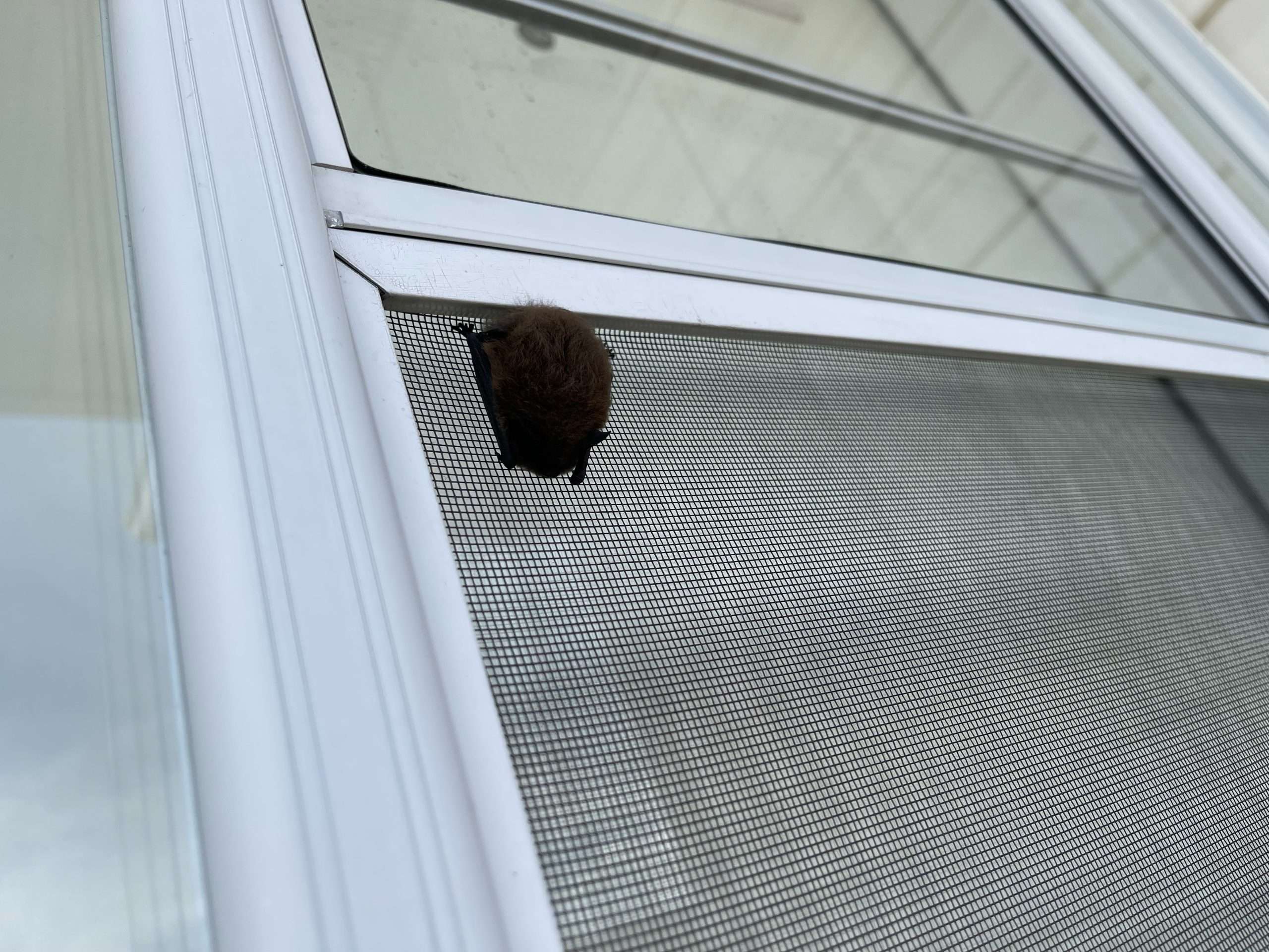 Bat Pups Learning to Fly