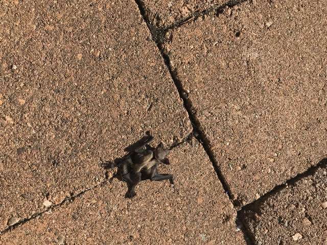 Bats on the move!