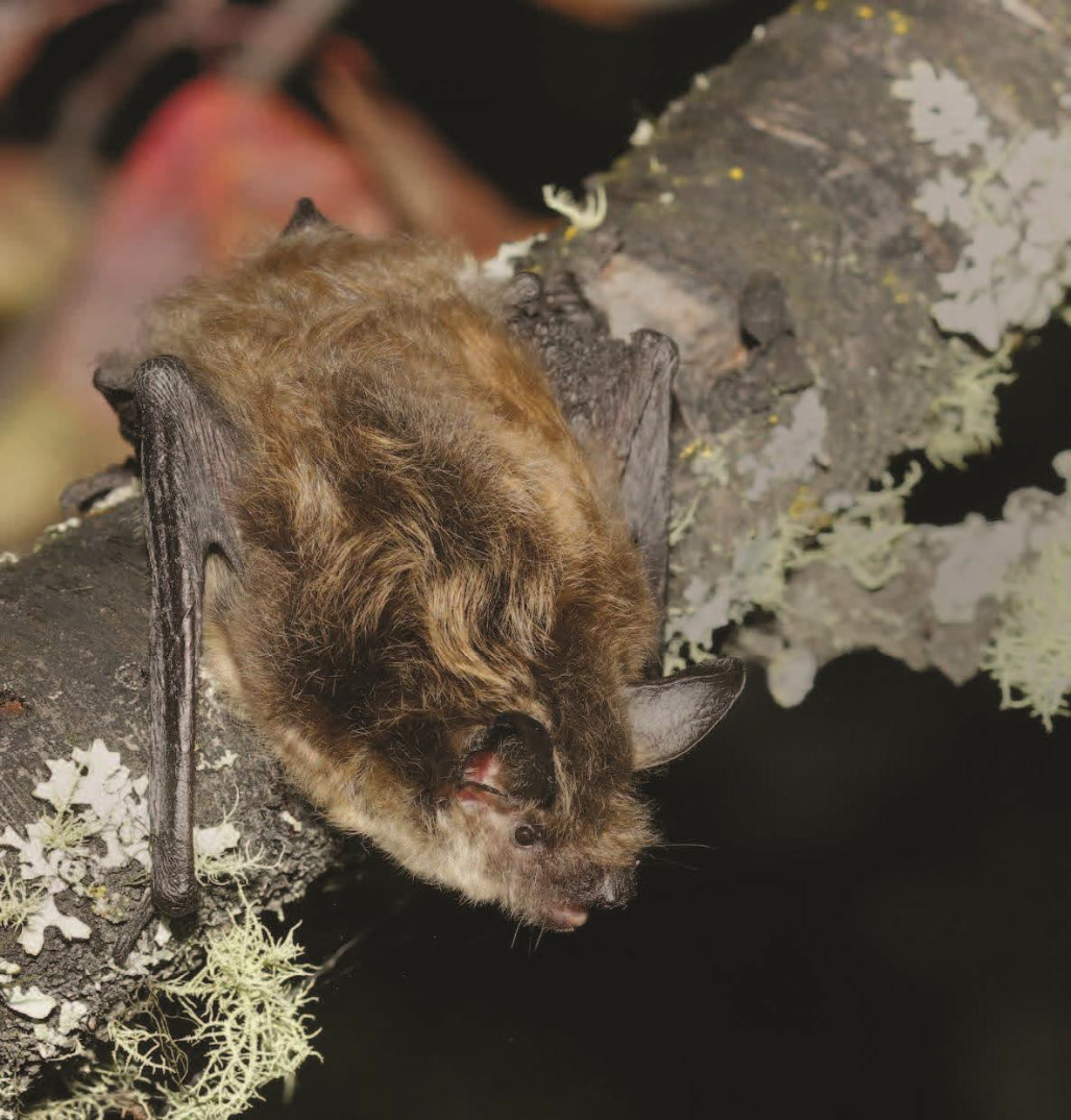 BC BAT Action plan in response to the threat of white-nose syndrome