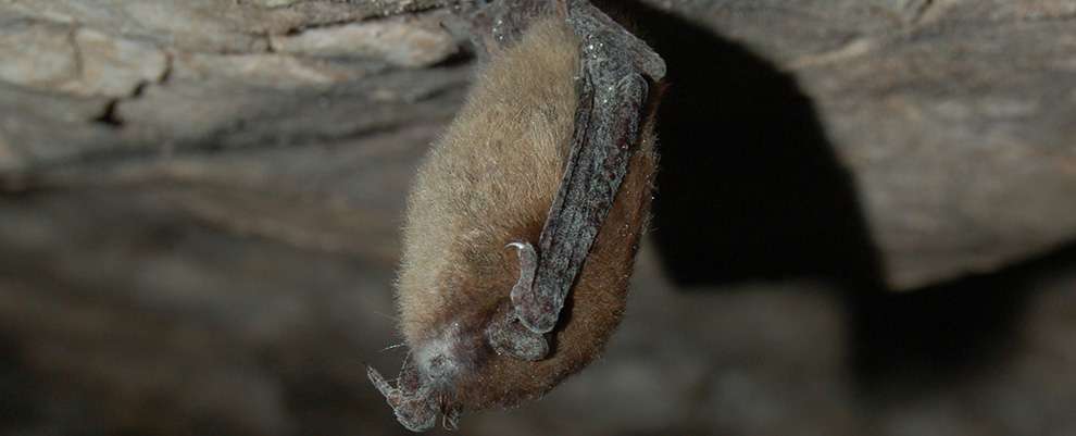White-nose syndrome is caused by a fungus that covers the skin and wings of bats while they are hibernating. Reporting any winter sightings or dead bats helps researchers monitor and learn about bats. Photo by Jordi Segers.