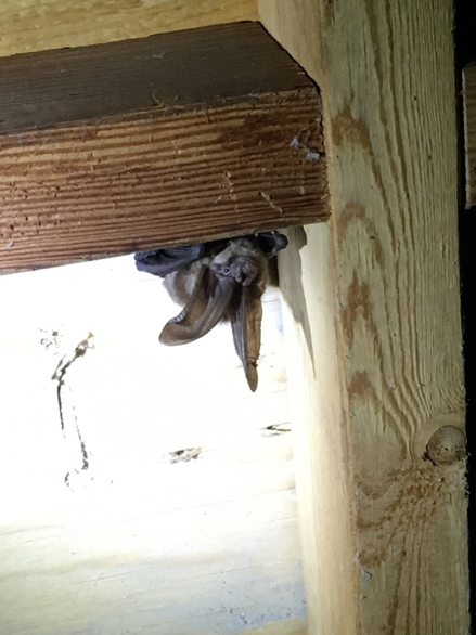 Conservation of BC Bats and Facts About Coronavirus