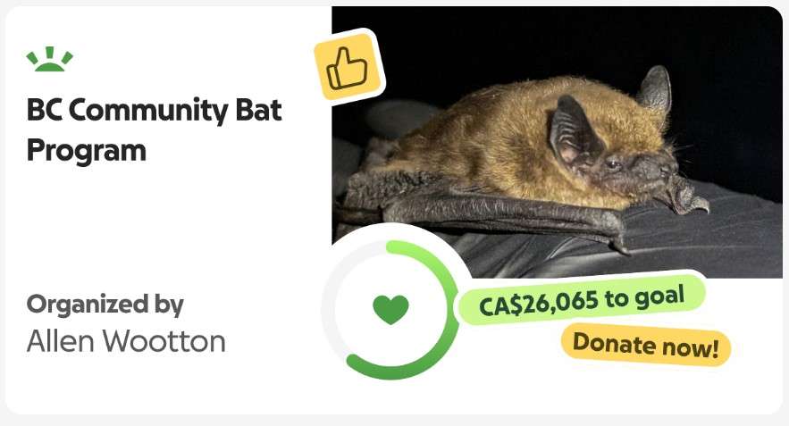 Go Fund Me for BC Bats