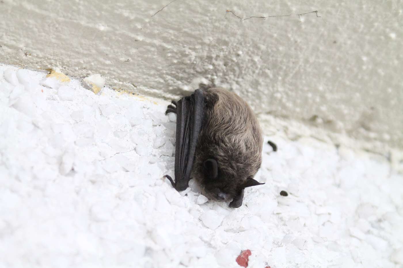 Happy Bat Appreciation Day