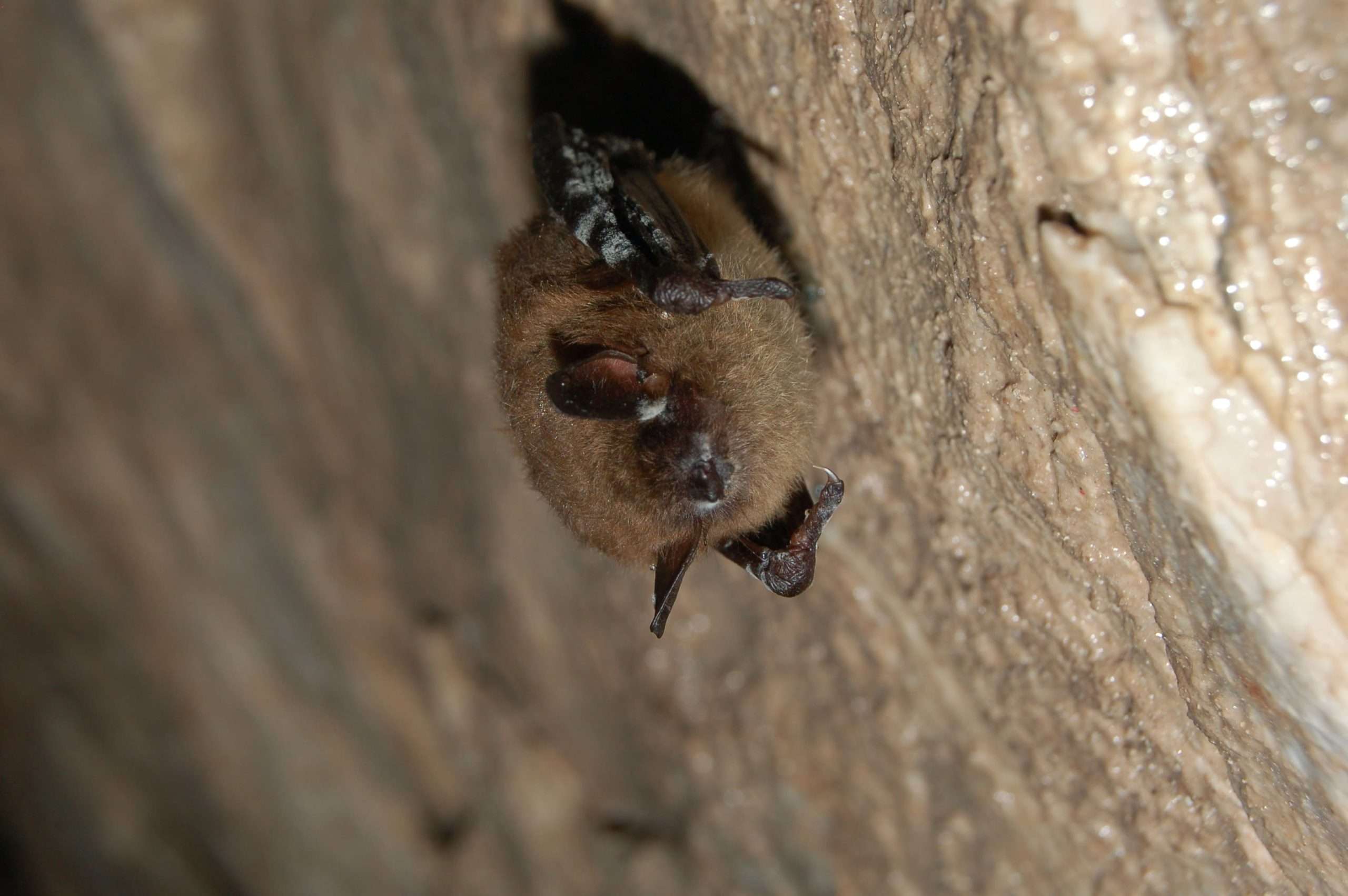 Help Spot the Bat-Killing Fungus