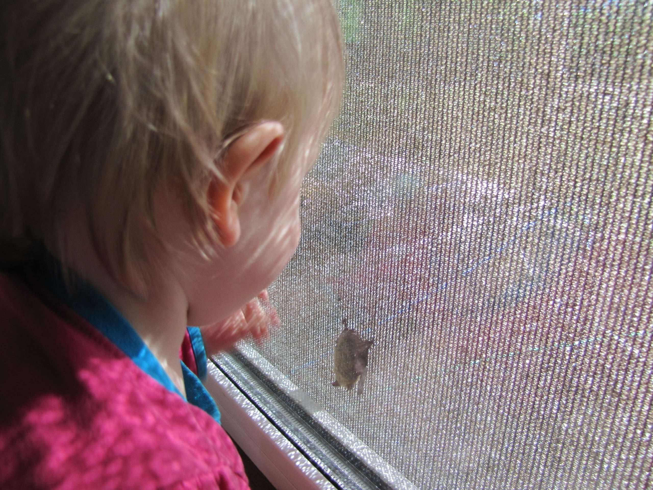 It’s important to teach children to appreciate bats, but also to teach them to never touch a bat. Contact the BC Community Bat Program for information on how to move a bat safely.