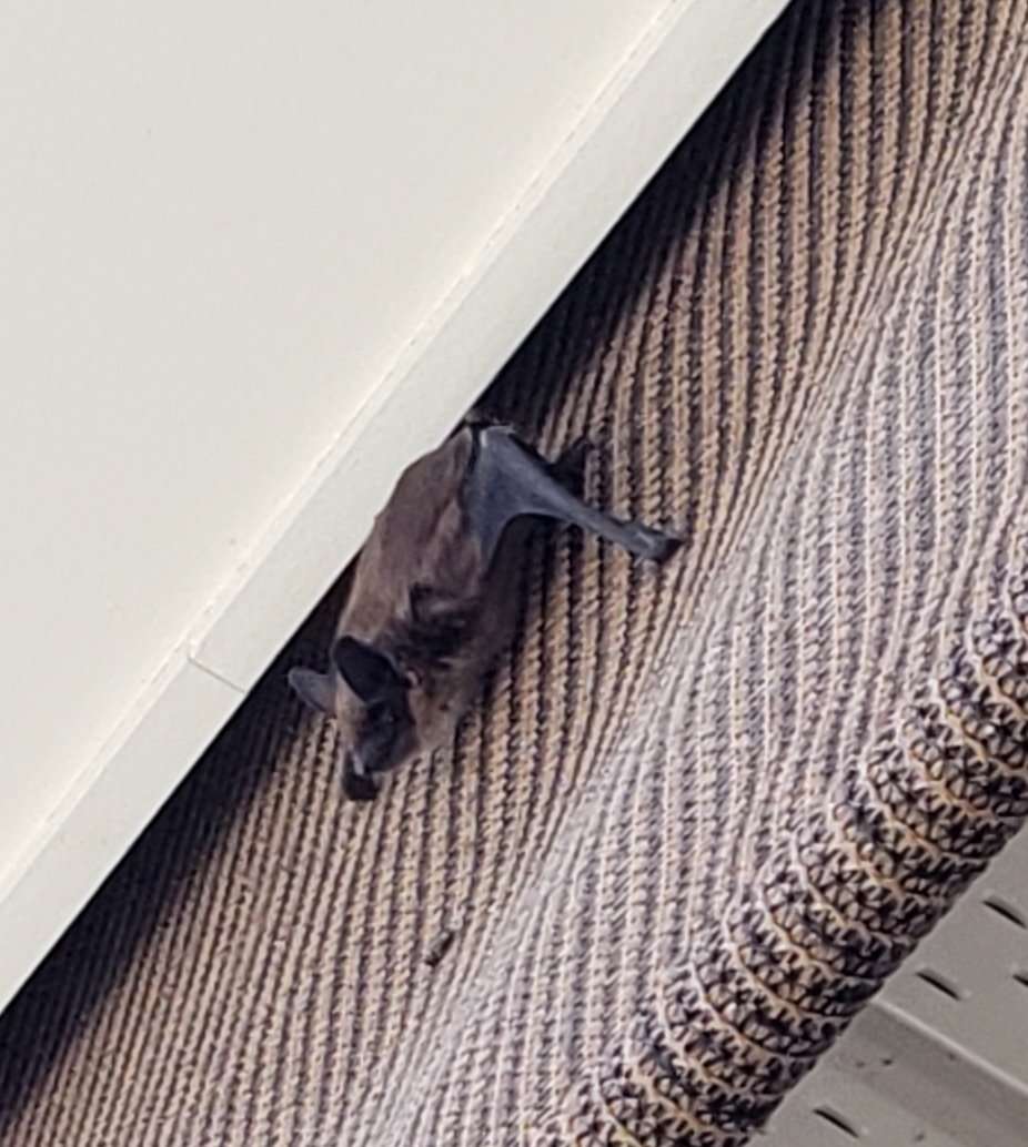 New Survey:  Have Bats Used Your Exterior Window Shades and Power Awnings Over the Last 10 Years?