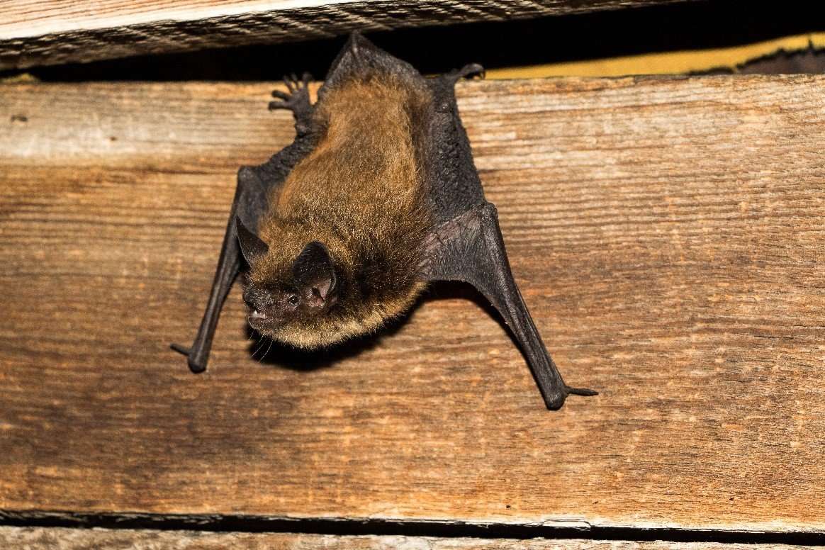 Seeking bat roosts and bat counters!