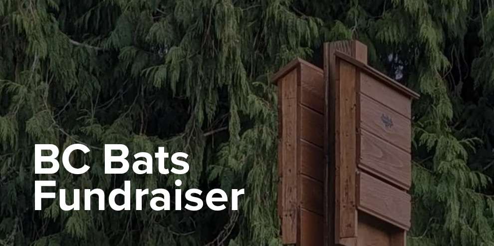 Support the BC Community Bat Programs Fundraiser by Buying a Bat Shirt or Hoodie
