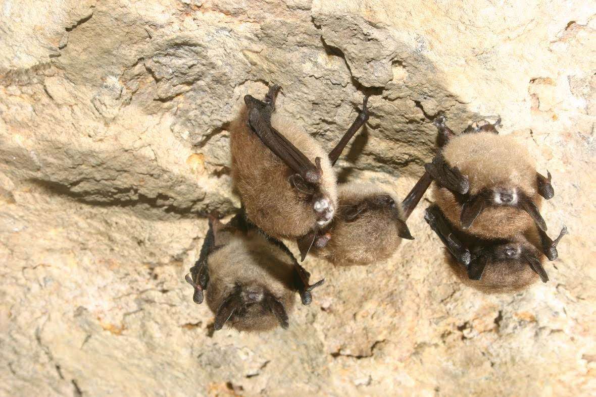The “Got Bats?” initiative