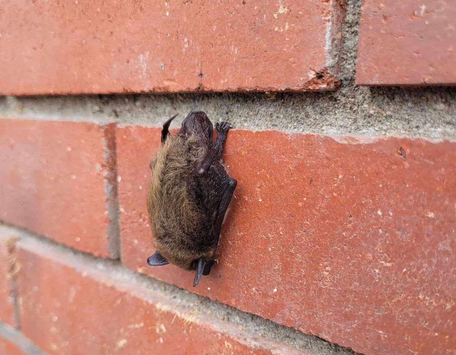 There’s a Bat Outside the Front Door.  What Do We Do?